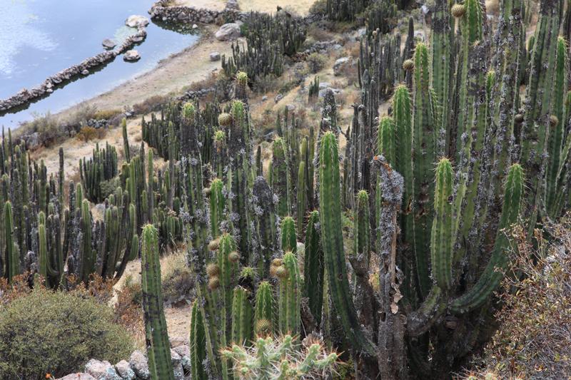 933-Canyon del Colca,15 luglio 2013.JPG